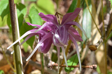 イカリソウ花拡大２