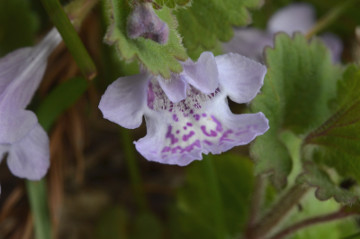 カキドオシ花拡大１