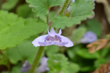 カキドオシ花拡大２