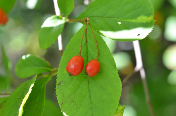 カマツカの実拡大