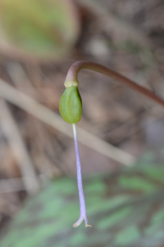 花期終了後のカタクリ果実