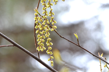 キブシ雄花