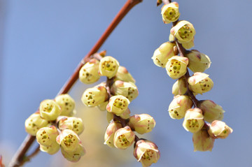 キブシ雄花拡大