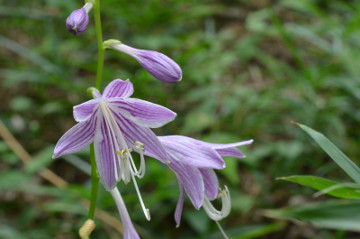 コバギボウシの花拡大