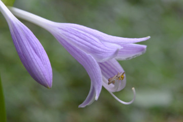 コバギボウシの花拡大