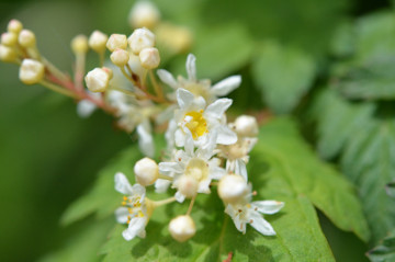 コゴメウツギの花拡大