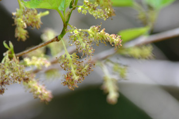 クワの雄花