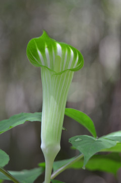 マムシグサの未熟な花