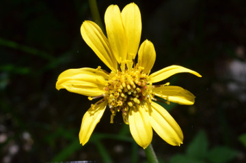 マルバダケブキの花拡大