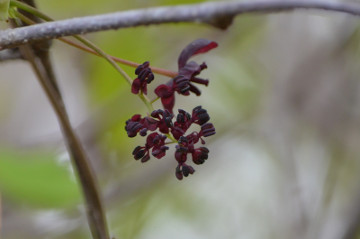 ミツバアケビ雄花