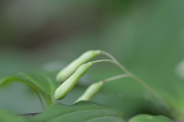 ミヤマナルコユリの花拡大