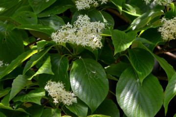 ミズキの花と葉