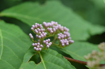 ムラサキシキブの蕾