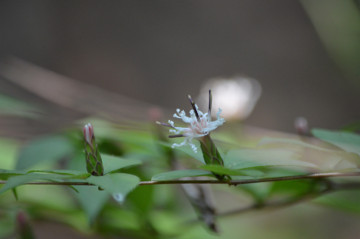 ナガバノコウヤボウキの花２