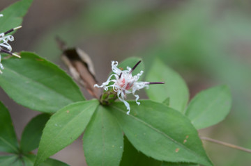 ナガバノコウヤボウキの花３