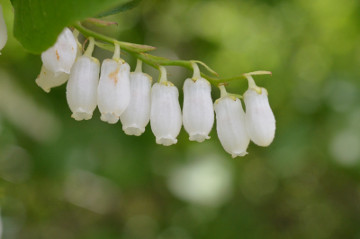 ネジキの花２