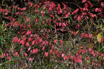 ニシキギの紅葉