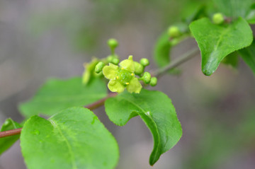 ニシキギの花拡大