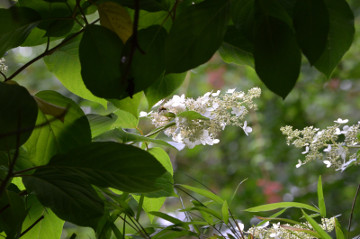 ノリウツギの花３