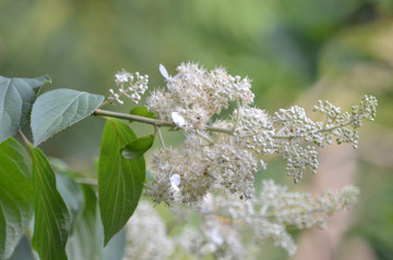 ノリウツギの花４