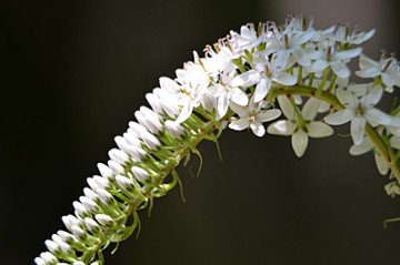 オカトラノオの花拡大