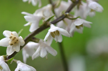 オオバジャノヒゲの花拡大