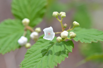 オトコヨウゾメ花拡大