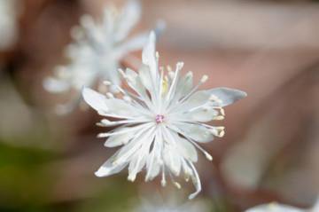 オウレン雄花拡大