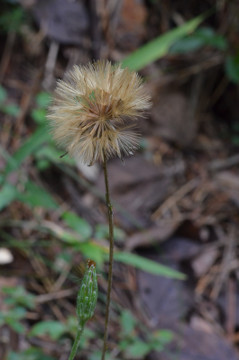 センボンヤリの閉鎖花と痩果