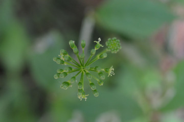 トチバニンジンの花