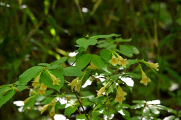 ツクバネウツギの花２