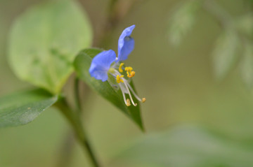 ツユクサの花