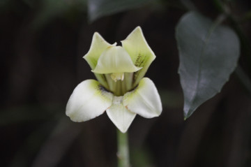 ウバユリの花（正面）