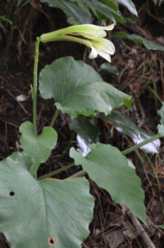 ウバユリの花全形