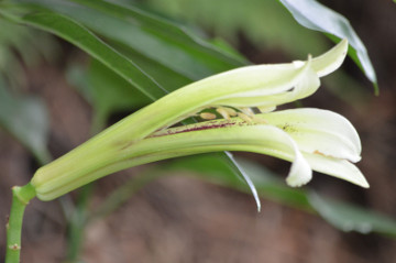 ウバユリの花