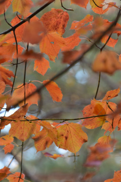 ウリハダカエデの紅葉全形