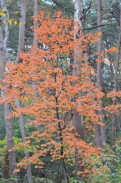 ウリハダカエデの紅葉全形