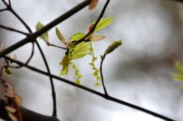 ウリハダカエデの花１