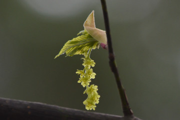 ウリハダカエデの花２