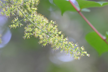 ウルシの花１