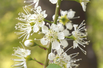 ウワミズザクラの花拡大