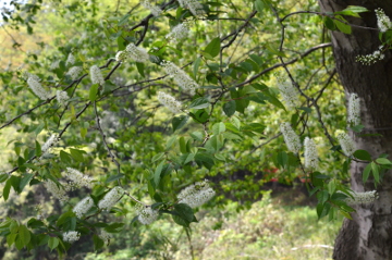 ウワミズザクラの開花全形