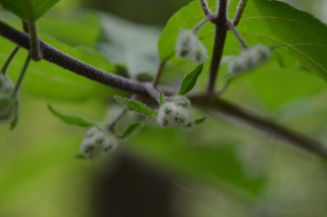 ムラサキシキブの蕾