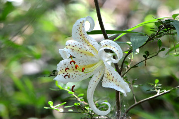 ヤマユリの花