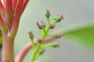 ユズリハ雌花拡大